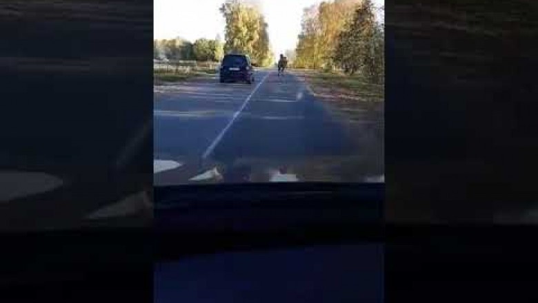 Минск. Осень. Дорога. Верблюд. Вы не ослышались - ВЕРБЛЮД (видео)