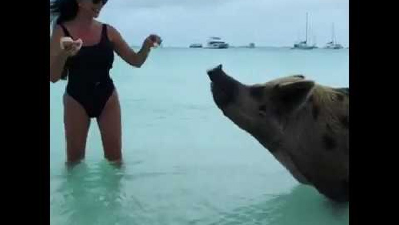 Блоггерша покормила морскую свинку на Багамах и чуть не погибла